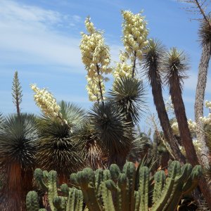 Juka vláknitá (Yucca filifera) - výška 20-30 cm, kont. C9L (-15°C)